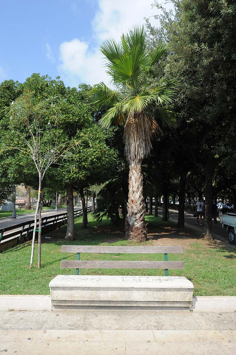 Al via i lavori per la ripiantumazione del palmeto del Lungomare Trieste